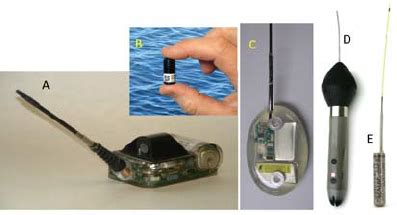 marine life electronic tagging